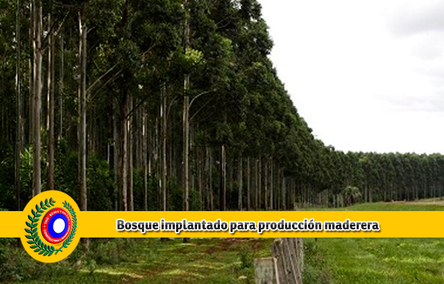 La Constructora de Posadas Constructora Resek te acerca novedades de las tendencias de la construcción sostenible con madera 3 constructora-posadas-constructora-resek-construcciones-ecologicas-1