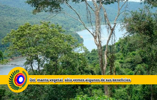La madera será el hormigón del siglo XXI 2 empresa-constructora-resek-madera-madera-hormigon-del-sgilo-21-madera-posadas-misiones