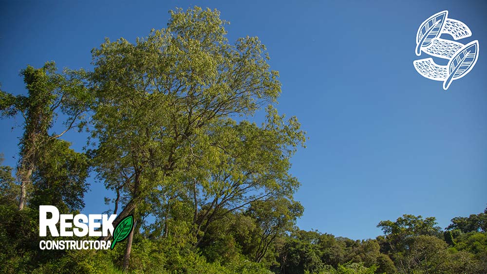 “Proyecto La Selva” de Constructora Resek: cuando el crecimiento se planifica a partir de la sostenibilidad lo que se prioriza es el medio ambiente 3 emprendimiento-inmobiliario-la-selva-constructora-resek-posadas-misiones-4