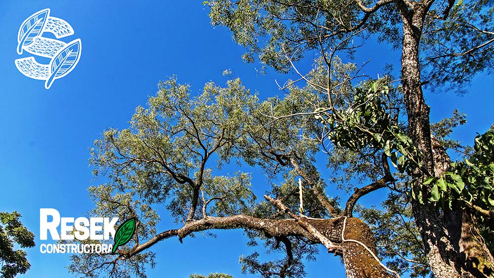 “Proyecto La Selva” de Constructora Resek: cuando el crecimiento se planifica a partir de la sostenibilidad lo que se prioriza es el medio ambiente 4 emprendimiento-inmobiliario-la-selva-constructora-resek-posadas-misiones-5