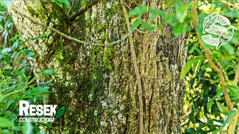 “Proyecto La Selva” de Constructora Resek: cuando el crecimiento se planifica a partir de la sostenibilidad lo que se prioriza es el medio ambiente 5 emprendimiento-inmobiliario-la-selva-constructora-resek-posadas-misiones-6