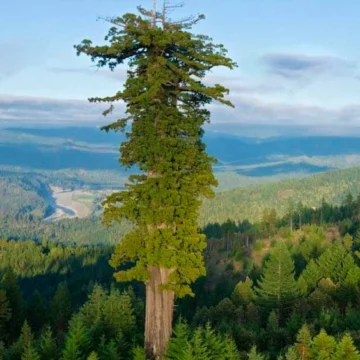 «Hyperion» la torre residencial de estructura de madera más alta construida en Francia