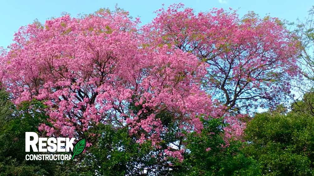 NUESTROS ÁRBOLES: especies protegidas por ley como monumentos naturales en Misiones retratados en murales por Constructora Resek 2 lapacho-negro-monumento-natural-misones-empresa-constructora-resek-posadas-misiones-destacada-2