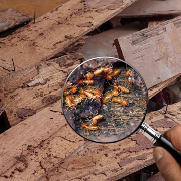 Estudio global ratifica la necesidad de acciones conjuntas para el desarrollo sostenible.