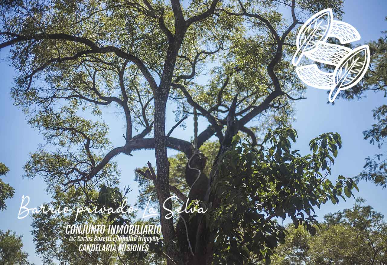 Lotes en Candelaria (Misiones): barrio privado sobre el río, a 31 minutos de Posadas 4 Árboles nativos y cielo despejado en La Selva, Candelaria, Misiones