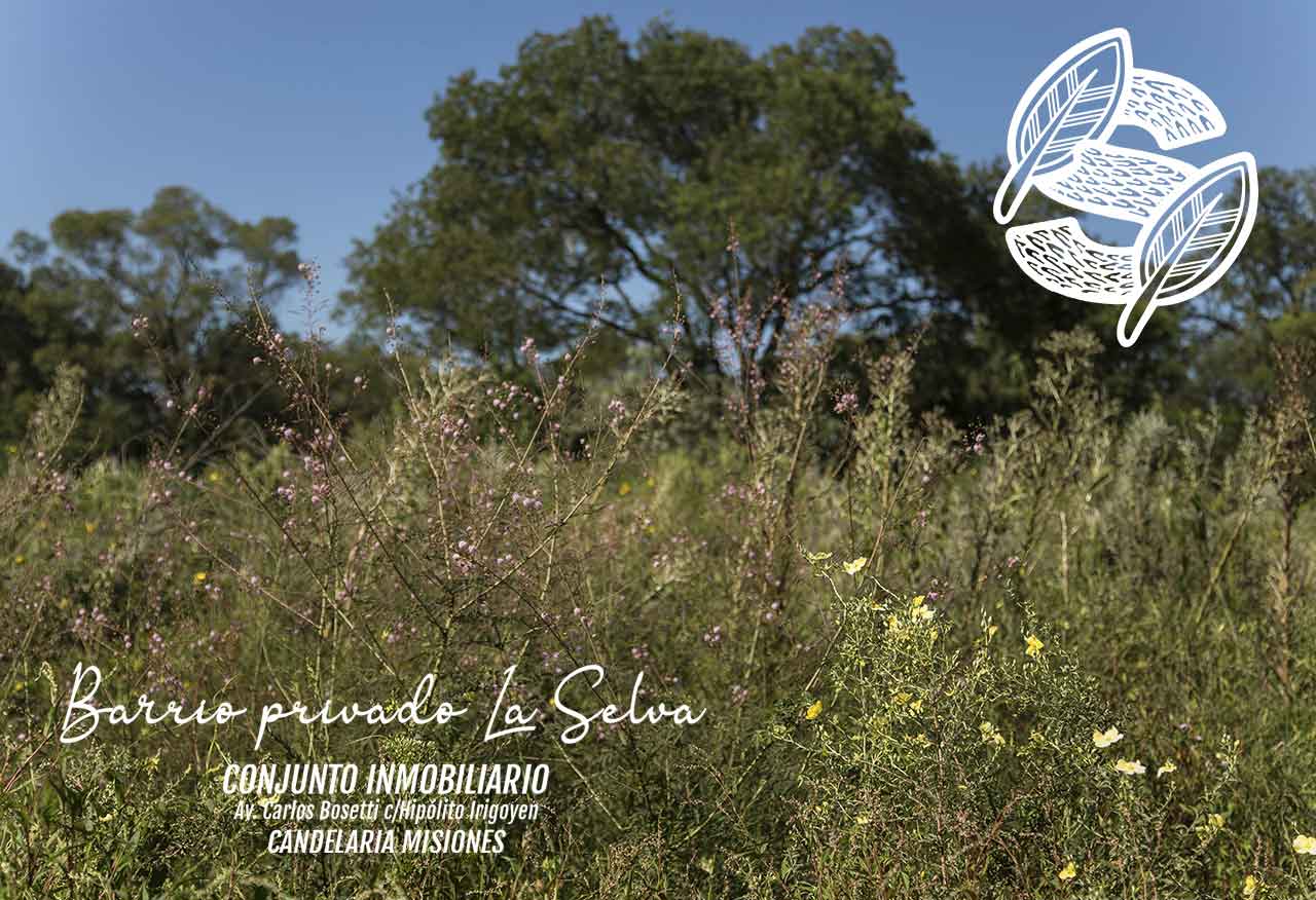 Lotes en Candelaria (Misiones): barrio privado sobre el río, a 31 minutos de Posadas 3 Vegetación y flores silvestres en el entorno del barrio La Selva, Misiones