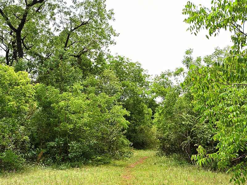  Barrio cerrado La Selva, 10 hectáreas de una reserva privada conservada durante décadas alberga al desarrollo inmobiliario que garantiza que mas del 70 por ciento de la biodiversidad existente siga conservada. Exclusividad para solo 49 familias, En Candelaria Misiones. Desarrolla y construye CONSTRUCTORA RESEK. Posadas, Misiones 