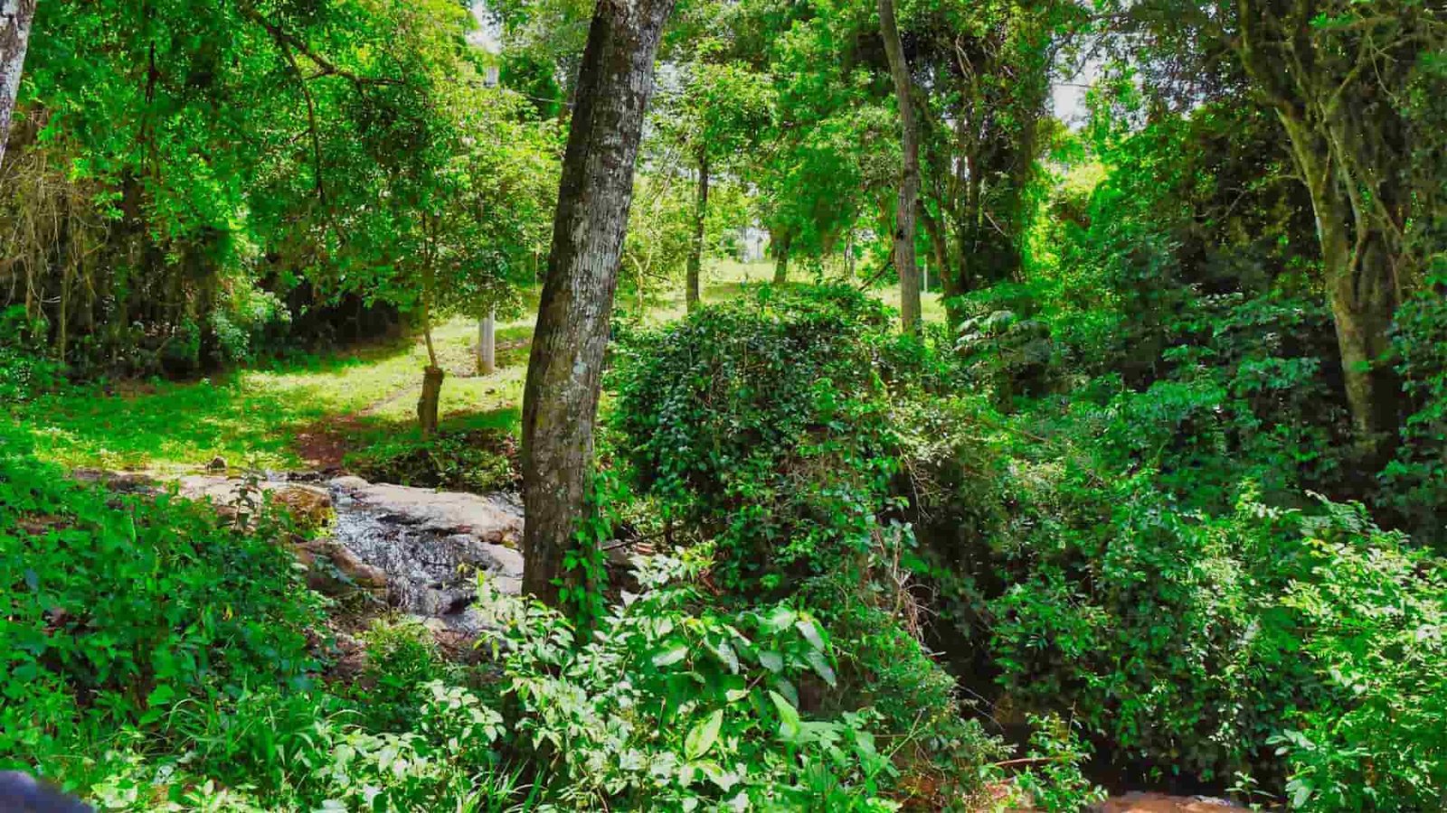 Vista del monte nativo y corredores internos del Barrio Cerrado La Selva en Candelaria, Misiones.