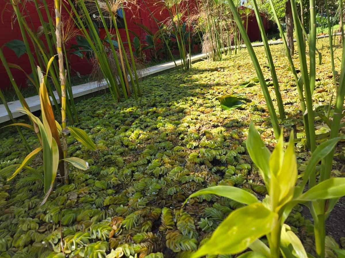 Primer plano de lentejitas de agua (Lemna minor) y papiros en la zona de fitorremediación de la biopiscina de Constructora Resek. Detalle de la flora nativa misionera utilizada para el tratamiento del agua.