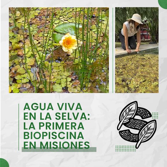 Infografía de novedades de Constructora Resek: Agua viva en la selva, la primera biopiscina en Misiones. Incluye fotos de flores acuáticas nativas y una especialista trabajando en la zona de regeneración del Barrio Cerrado La Selva en Candelaria Misiones.