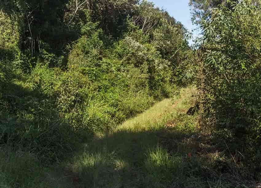 Sendero rodeado de monte nativo en el Barrio Cerrado La Selva, Candelaria, Misiones.