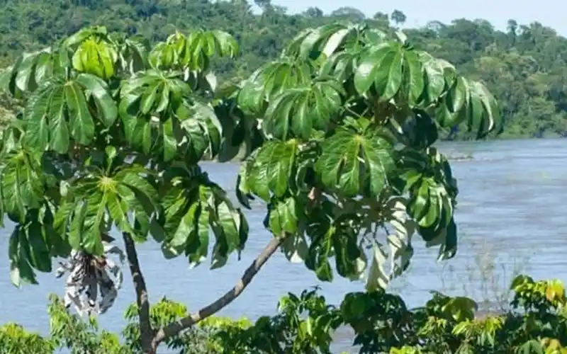 Ambay (Cecropia pachystachya), árbol nativo de la tradición guaraní presente en el Barrio Cerrado La Selva, Candelaria, Misiones