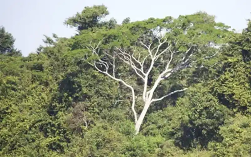 Anchico (Anadenanthera colubrina), árbol nativo de gran porte presente en el Barrio Cerrado La Selva, reserva natural privada en Candelaria, Misiones