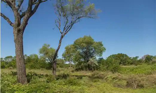<br />
Lineamiento de arquitectura bioclimática del Barrio Cerrado La Selva: predio sin cercos ni alambrados entre unidades funcionales, donde la fauna nativa circula libremente entre árboles nativos de Candelaria, Misiones