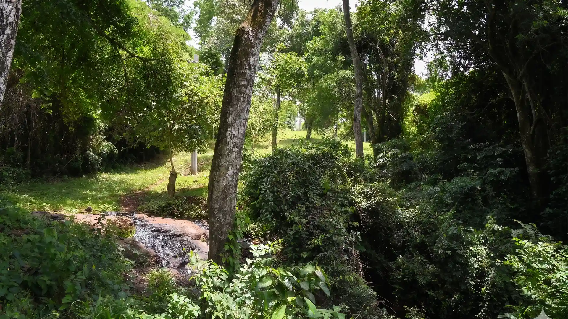 Vista del monte nativo y corredores internos del Barrio Cerrado La Selva en Candelaria, Misiones.