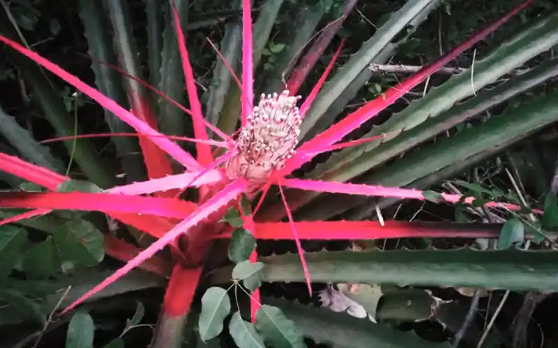 Caraguatá (Bromelia spp.), bromelia terrestre nativa que protege el monte en el Barrio Cerrado La Selva, Candelaria, Misiones