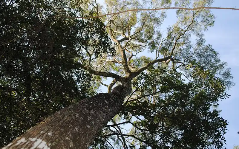 Curupay (Parapiptadenia rigida), árbol nativo de madera dura presente en el Barrio Cerrado La Selva, reserva natural privada en Candelaria, Misiones