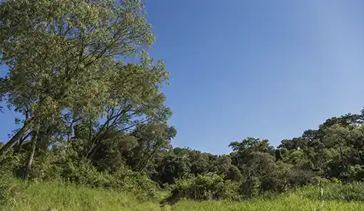 laro abierto entre árboles nativos en el Barrio Cerrado La Selva, el entorno natural que define los lineamientos de arquitectura bioclimática del desarrollo en Candelaria, Misiones.
