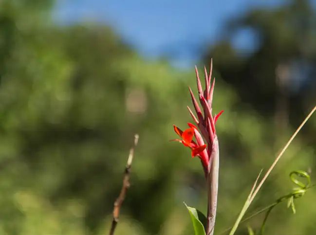 Flor de flora nativa en el Barrio Cerrado La Selva, reserva natural privada en Candelaria, Misiones