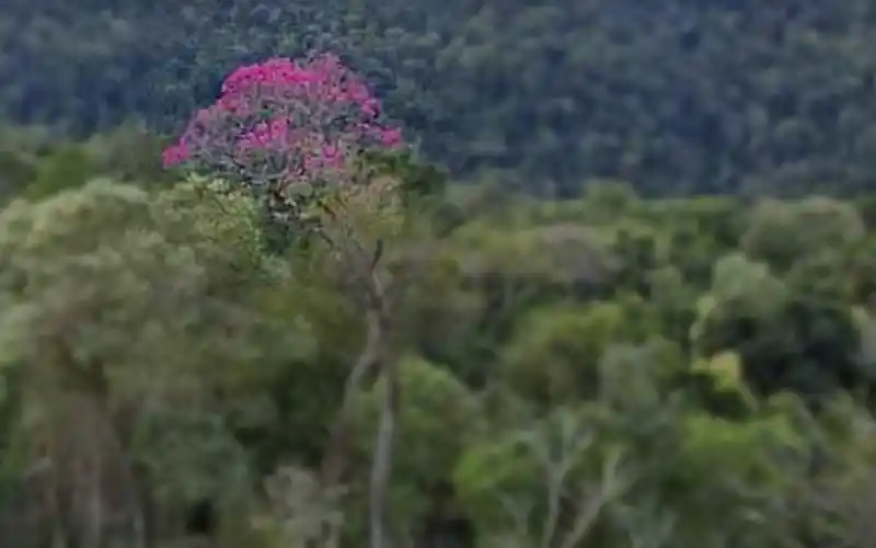 Lapacho negro (Handroanthus heptaphyllus), árbol nativo con flor característica de la flora del Barrio Cerrado La Selva en Candelaria, Misiones