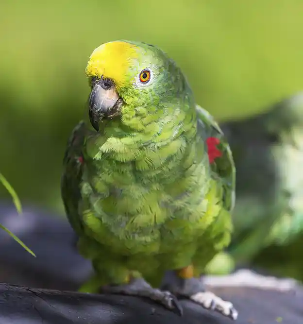 Loro verde amazónico, especie de la fauna nativa del corredor del río Paraná en Candelaria, Misiones
