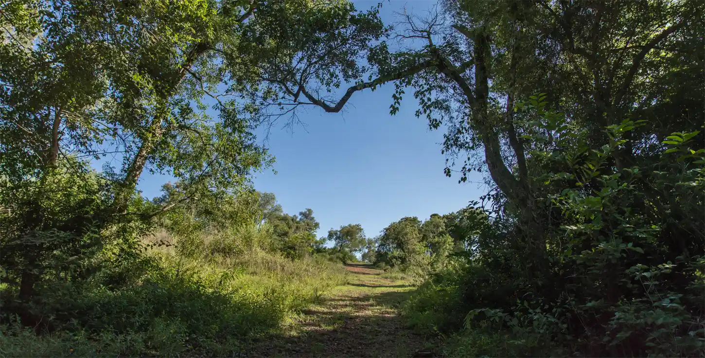 Sendero interno del Barrio Cerrado La Selva rodeado de monte nativo y vegetación subtropical en Candelaria, Misiones
