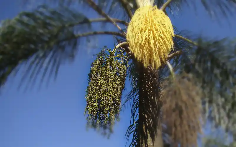 Pindó (Syagrus romanzoffiana), palmera nativa símbolo de Misiones presente en el Barrio Cerrado La Selva, Candelaria, Misiones