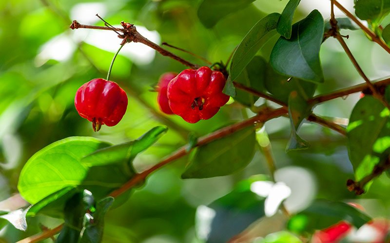 Pitanga (Eugenia uniflora), mirtácea nativa con frutos rojos presente en el Barrio Cerrado La Selva, Candelaria, Misiones