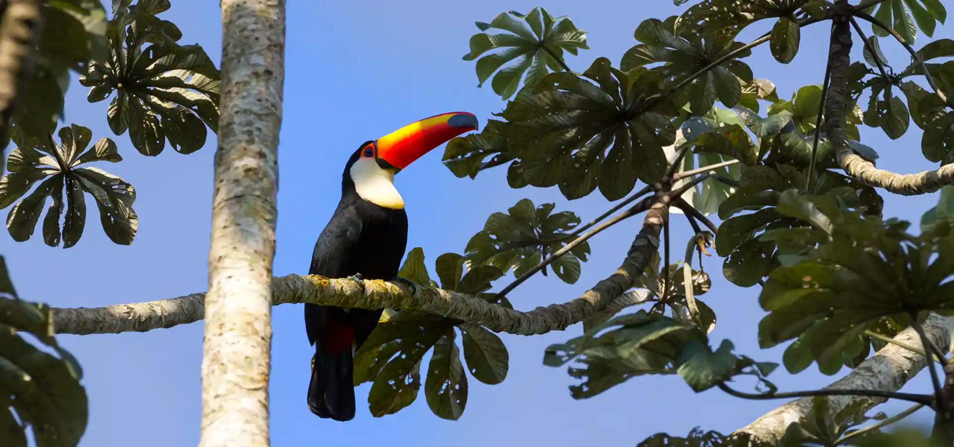 Tucán posado en un árbol ambay nativo, especie característica de la fauna del Barrio Cerrado La Selva en Candelaria, Misiones