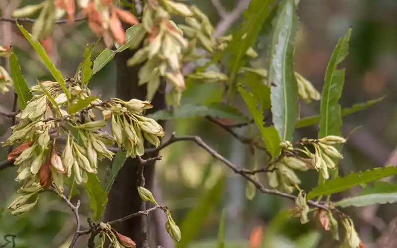 Viraró (Ruprechtia laxiflora), árbol nativo de la selva misionera presente en el Barrio Cerrado La Selva, Candelaria, Misiones