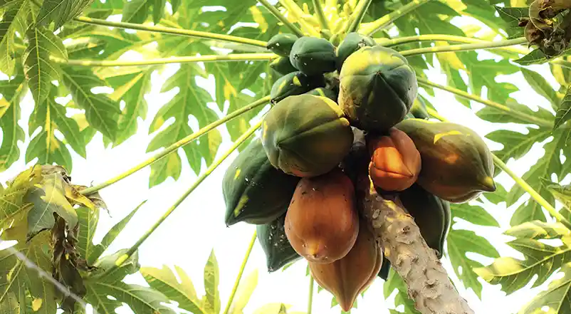 Mamón (Carica papaya) fructificando en el monte nativo de La Selva, Candelaria, Misiones