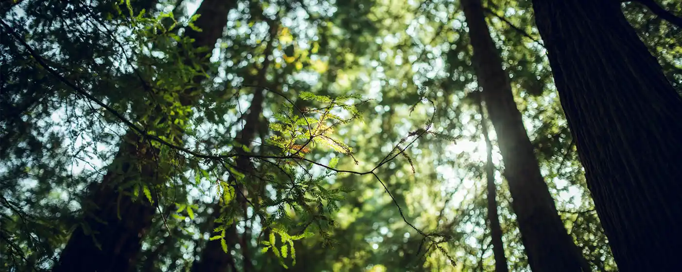 Luz filtrada entre el follaje del monte nativo en el Barrio Cerrado La Selva, Candelaria, Misiones